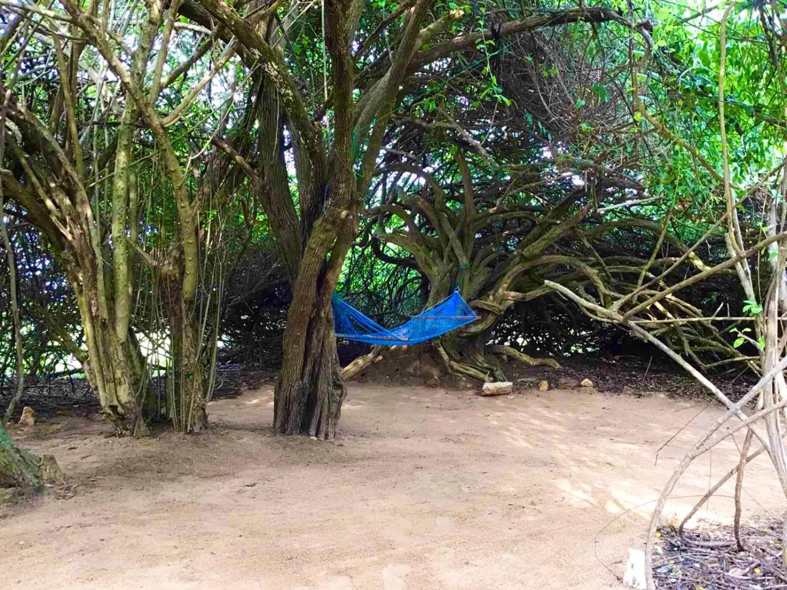 מלון Yala Podi Hoona Bush Camp מראה חיצוני תמונה